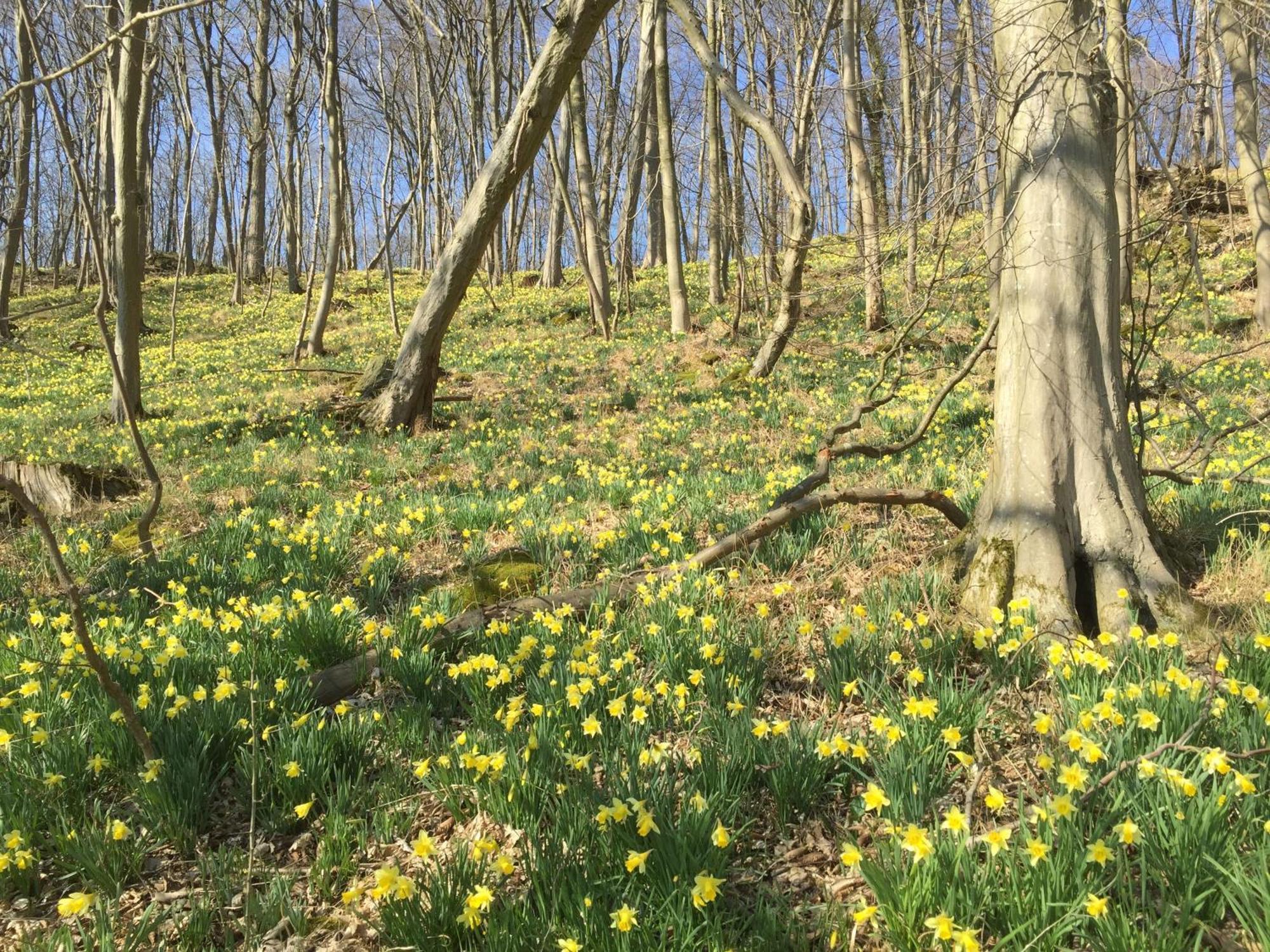 Venngasthof Zur Buche Monschau Esterno foto